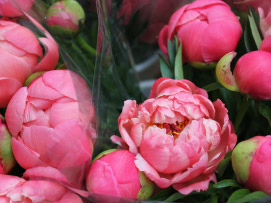 Fragrant peonies